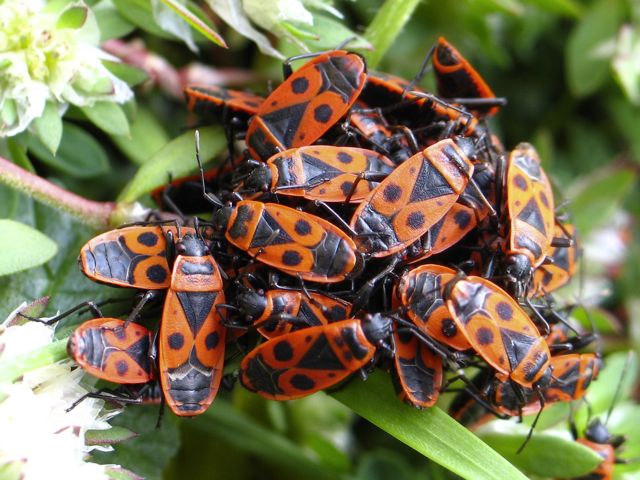 Divlji jelovnik: hrana za preživljavanje u prirodi koju svako može pronaći 5 vatrena buba