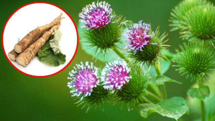 Divlji jelovnik: hrana za preživljavanje u prirodi koju svako može pronaći 3 koren čička