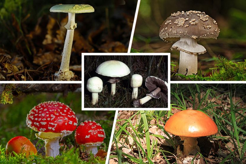 Divlji jelovnik: hrana za preživljavanje u prirodi koju svako može pronaći 6 otrovne pečurke
