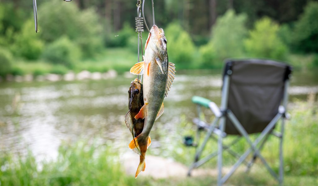 hrana za preživljavanje u prirodi, dve ribe upecane vise na udici